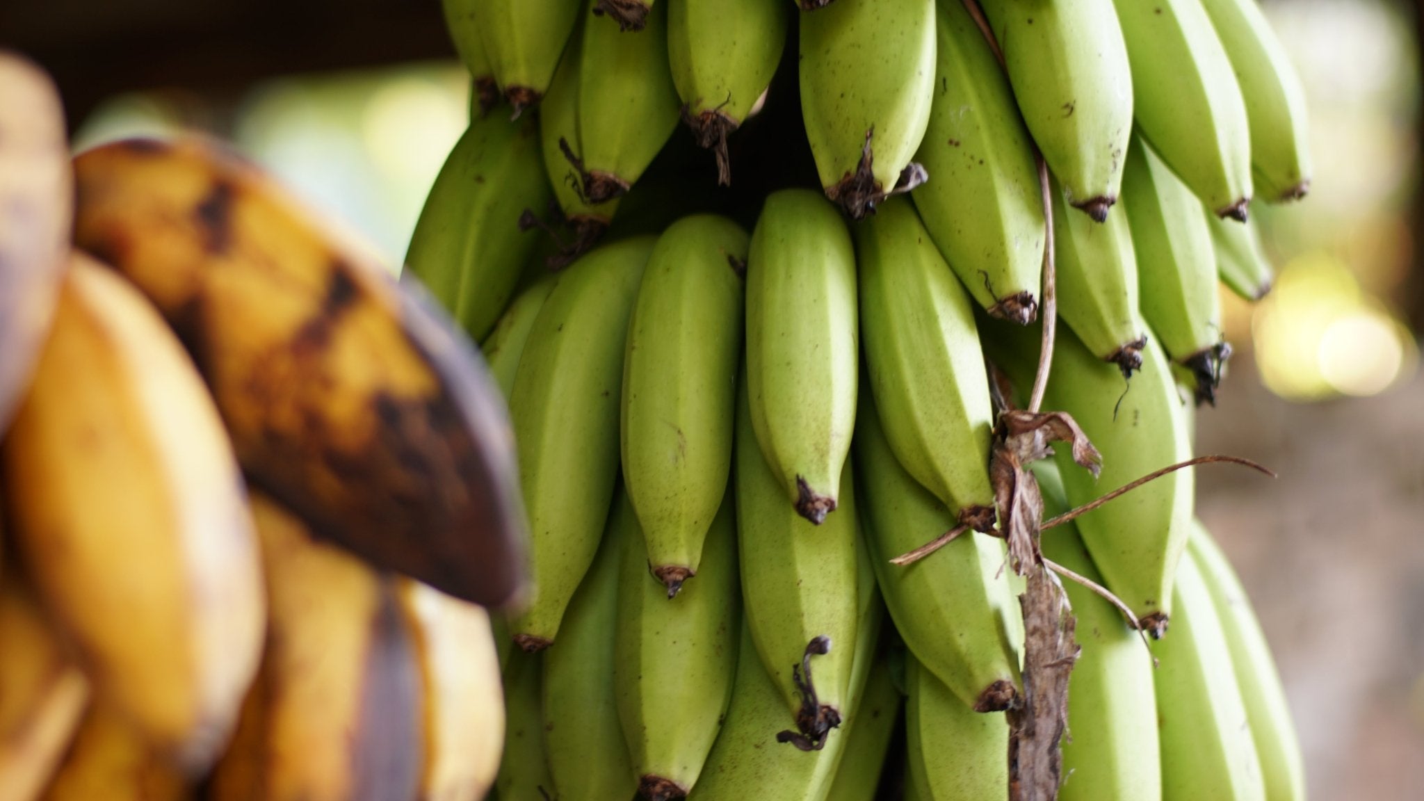 🍌 Belizean Banana History 🌱 - Marie Sharp's Company Store