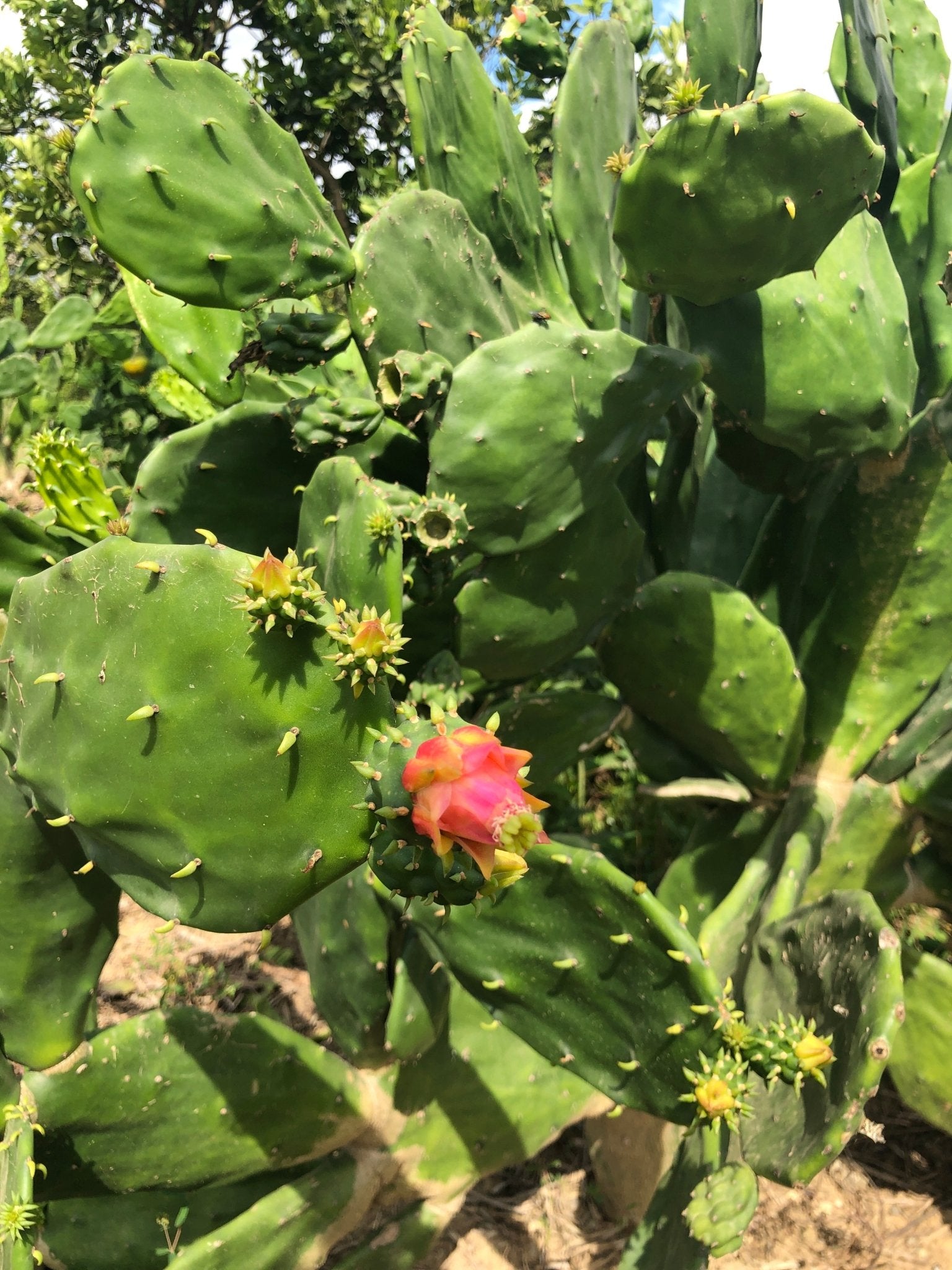 Discover Nopal - Amazing food source also used as an anti-inflammatory, laxative, hangover remedy and to reduce high blood sugar conditions. - Marie Sharp's Company Store